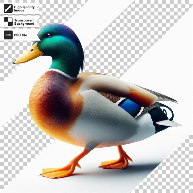 PSD un canard avec une tête bleue et un bec orange marche sur un fond blanc