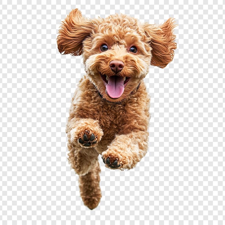 PSD cane felice che salta
