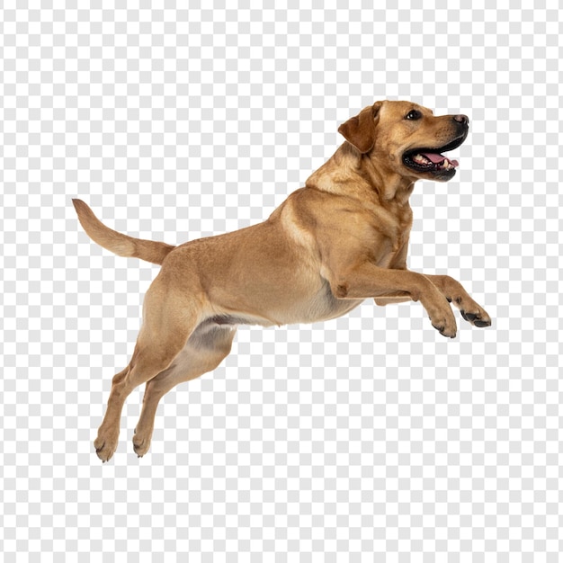 Cane Labrador che salta in aria