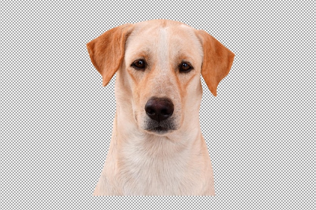 cane marrone