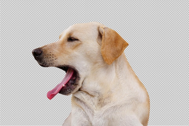 cane marrone