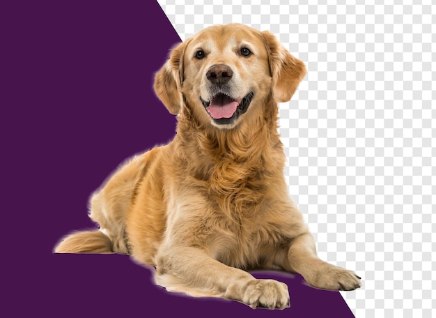 Cane su bianco isolato