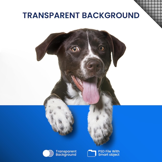 cane trasparente