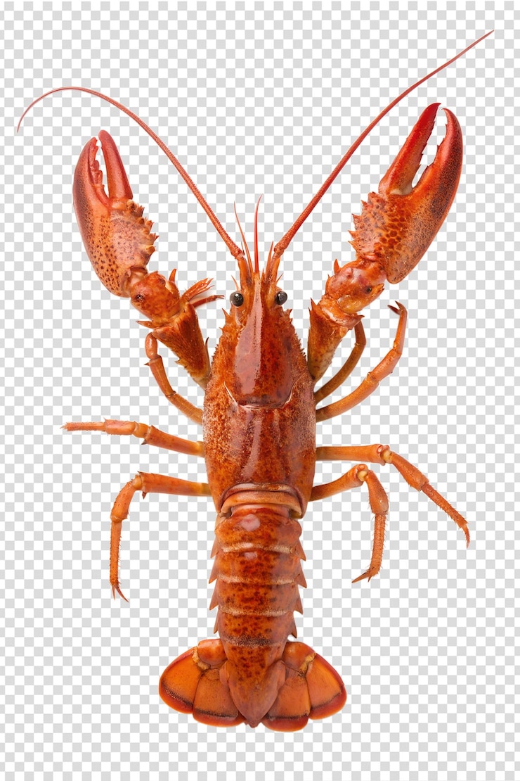 PSD cangrejo aislado en fondo transparente recorte de mariscos frescos de alta resolución