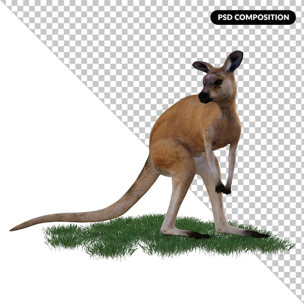 PSD canguro animal aislado 3d