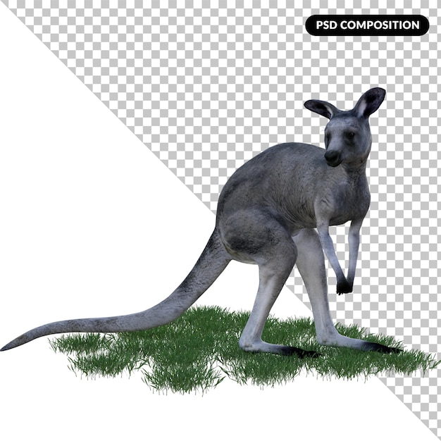 El canguro gris aislado en 3d