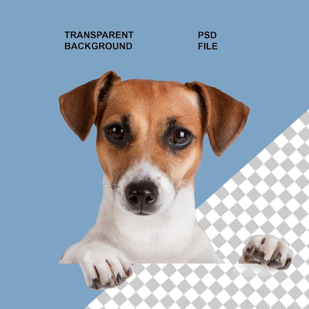 Cani e cuccioli png su sfondo trasparente isolato