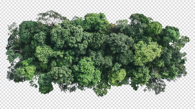 PSD canopée de forêt tropicale vibrante isolée sur un fond transparent parfait pour les conceptions sur le thème de la nature et les matériaux éducatifs