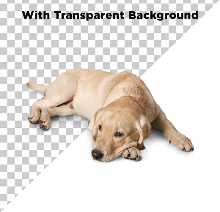 PSD cão descansando foto png psd fundo transparente