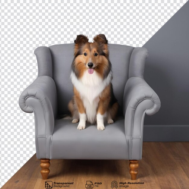 PSD cão pastor de shetland sentado em uma cadeira cinzenta em um estúdio cão sheltie inteligente e adorável em treinamento de animais de estimação isolado