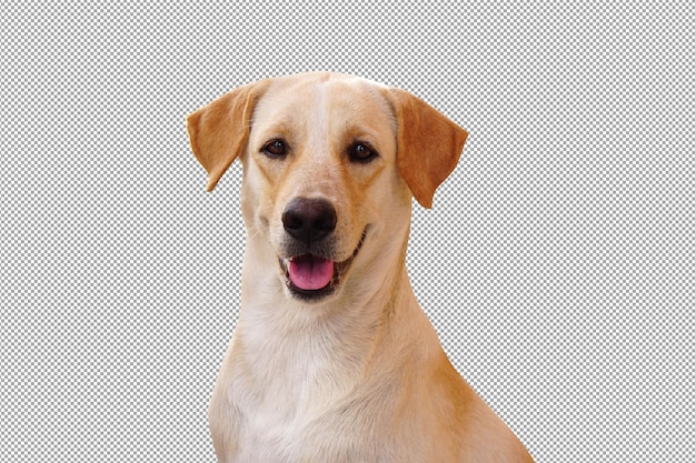 PSD cão sorrindo