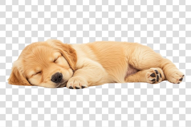 Cãozinho de golden retriever de PNG de fundo branco a dormir