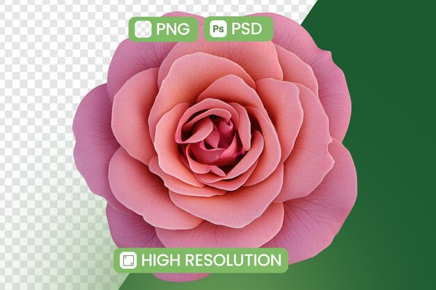Capturar la flor de la rosa rosa con pétalos abstractos y alta resolución