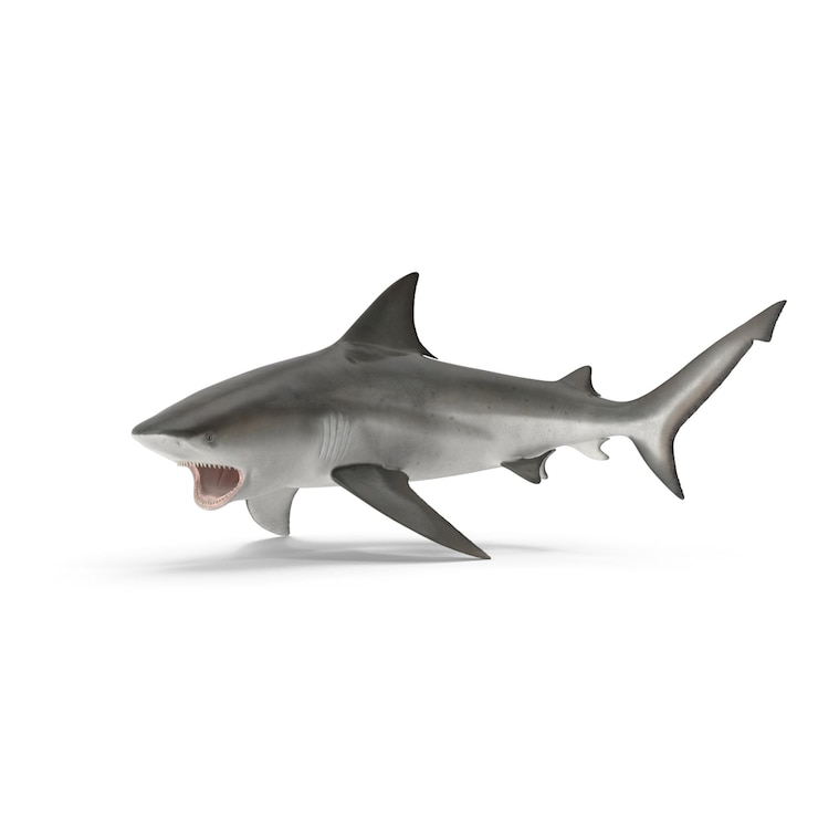 PSD carcharhinus leucas shark files psd modelo de vida marina de alta calidad para el diseño acuático
