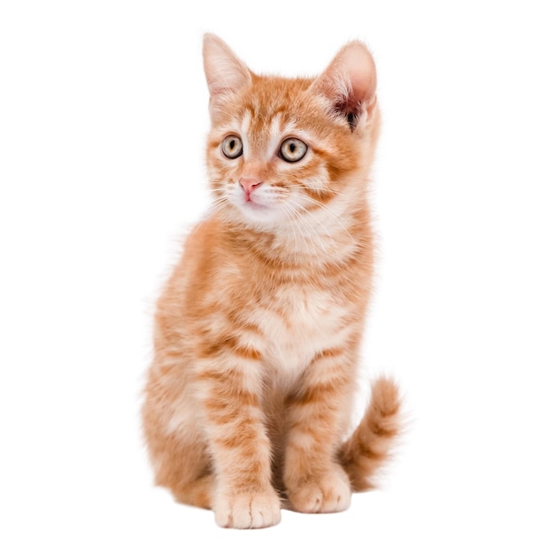 Carino gattino rosso isolato su uno sfondo bianco