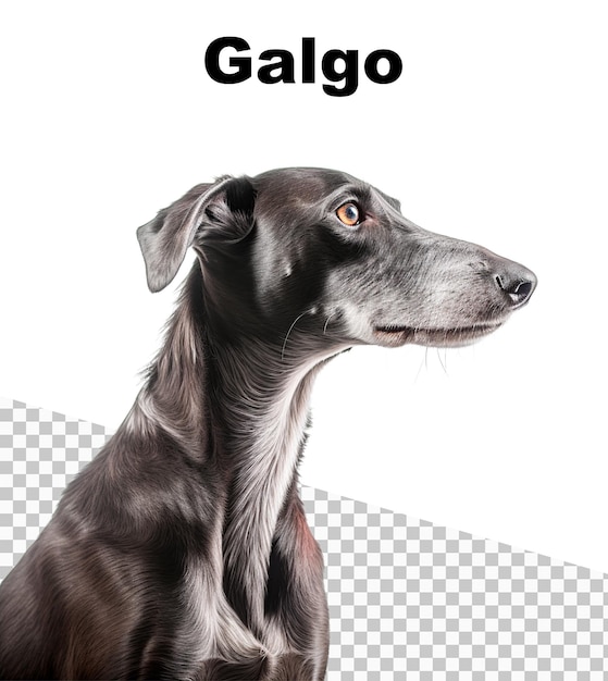 Un cartel con un Perro Galgo y la palabra Galgo en la parte superior.