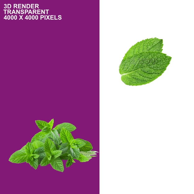 un cartel púrpura con una imagen de hojas de menta en él