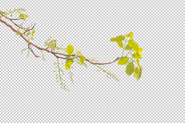 PSD cassia-fistelblüten isoliert transparenter hintergrundgoldener duschbaum pflanzenobjektelement