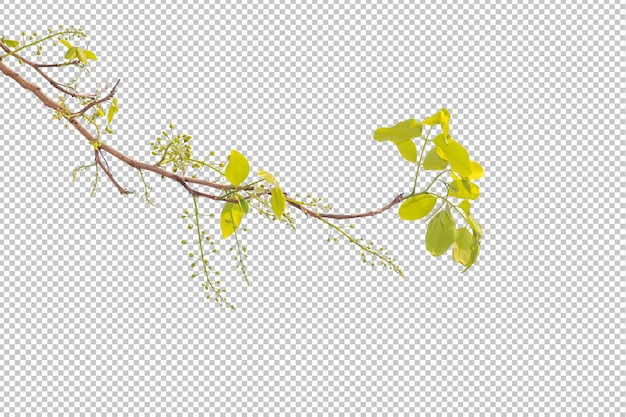 Cassia-Fistelblüten isoliert transparenter HintergrundGoldener Duschbaum Pflanzenobjektelement