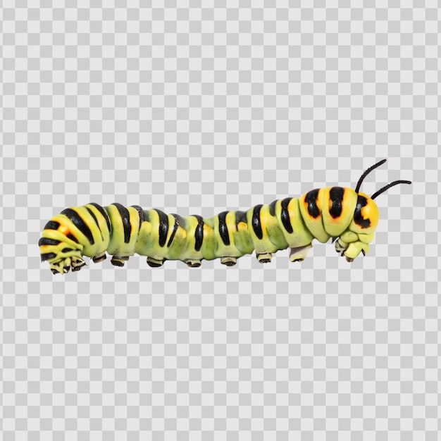 caterpillar isolated transparent background png