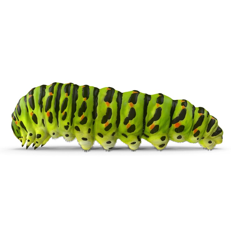 PSD caterpillar on leaf natures beleza intrincada capturada