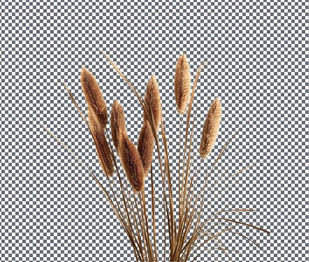 PSD cattails frais isolés sur un fond transparent