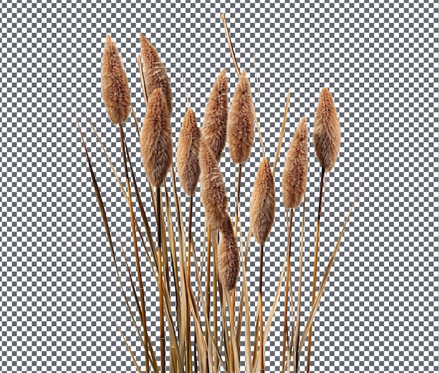 PSD cattails frais isolés sur un fond transparent