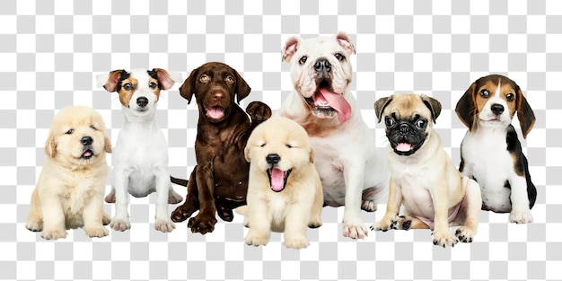 Cattolini adesivo png elemento di collage animale su sfondo trasparente
