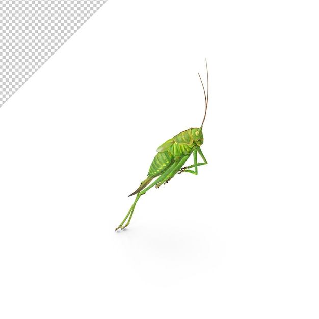 Cavalletta che salta PNG