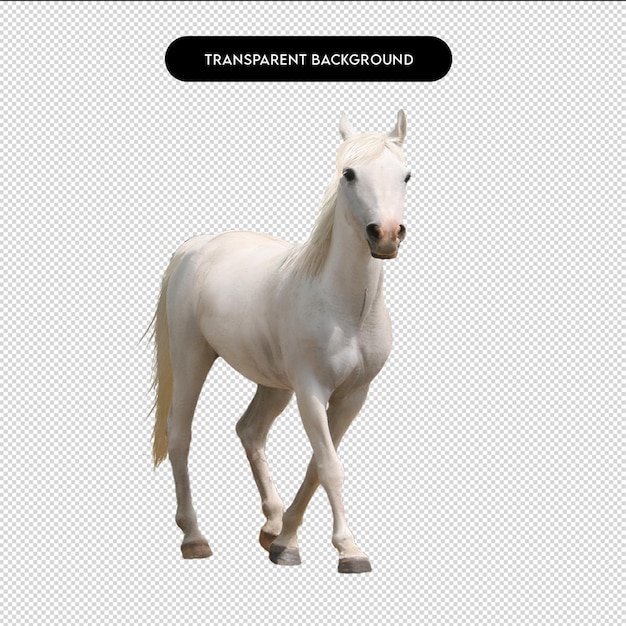 Cavallo bianco che cammina