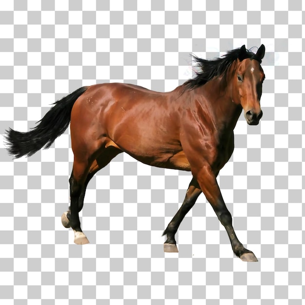Cavallo marrone in corsa