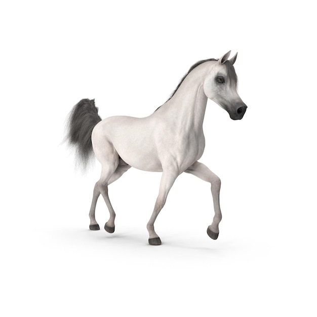 Cavalo árabe cinzento