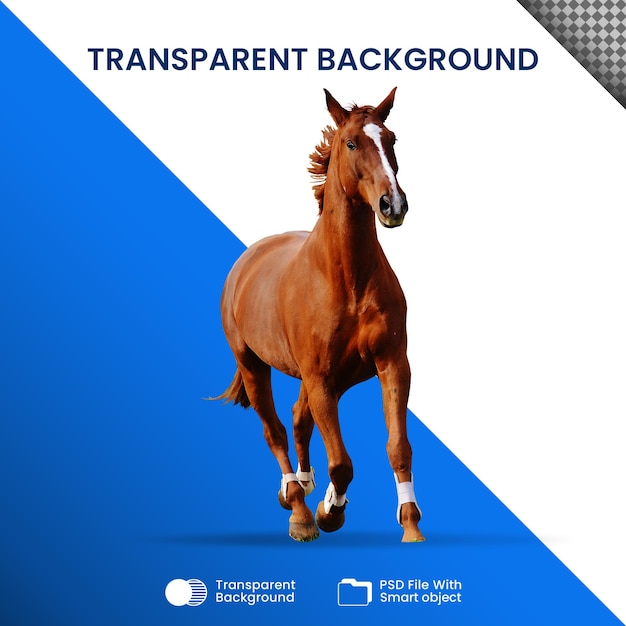 PSD cavalo transparente