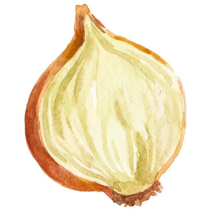PSD cebolla pintada en acuarela elemento de diseño de alimentos frescos dibujado a mano aislado en un fondo transparente