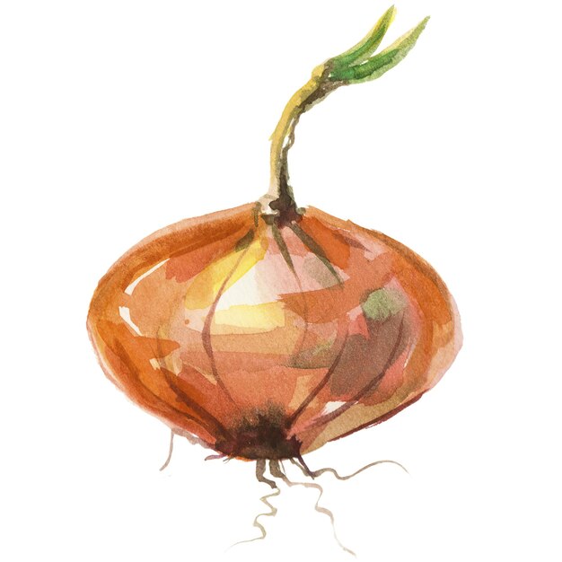 Cebolla pintada con acuarela Elemento de diseño de alimentos frescos dibujado a mano aislado sobre fondo blanco