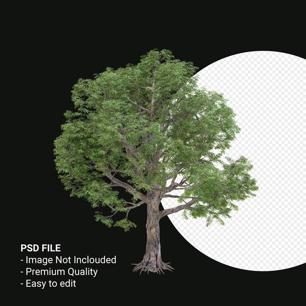 Celtis Laevigata o Sugarberry tree 3d render aislado sobre fondo transparente