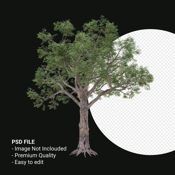 PSD celtis laevigata o sugarberry tree 3d render aislado sobre fondo transparente
