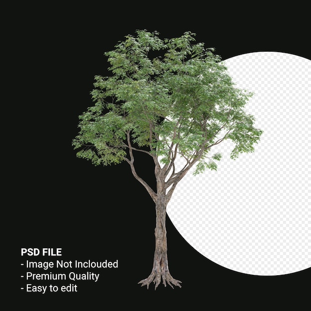 Celtis Laevigata o Sugarberry tree 3d render aislado sobre fondo transparente