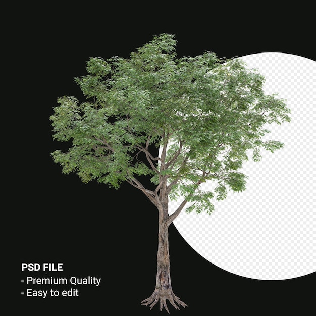 Celtis Laevigata o Sugarberry tree 3d render aislado sobre fondo transparente