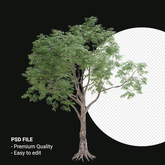 Celtis Laevigata o Sugarberry tree 3d render aislado sobre fondo transparente