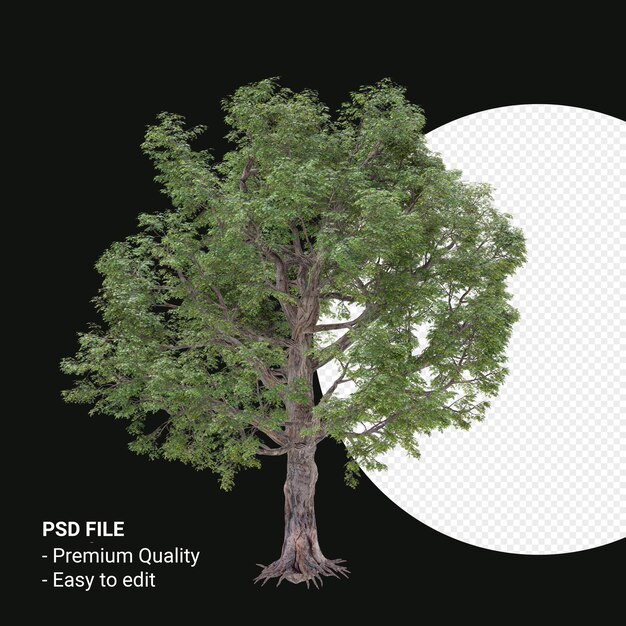 Celtis Laevigata o Sugarberry tree 3d render aislado sobre fondo transparente
