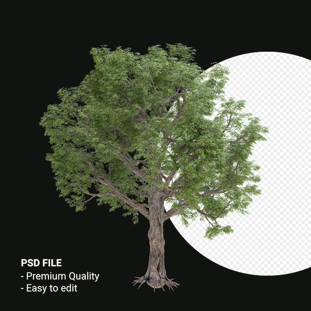 Celtis Laevigata o Sugarberry tree 3d render aislado sobre fondo transparente