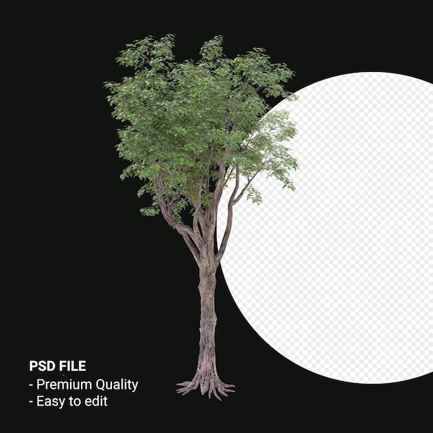 Celtis Laevigata o Sugarberry tree 3d render aislado sobre fondo transparente