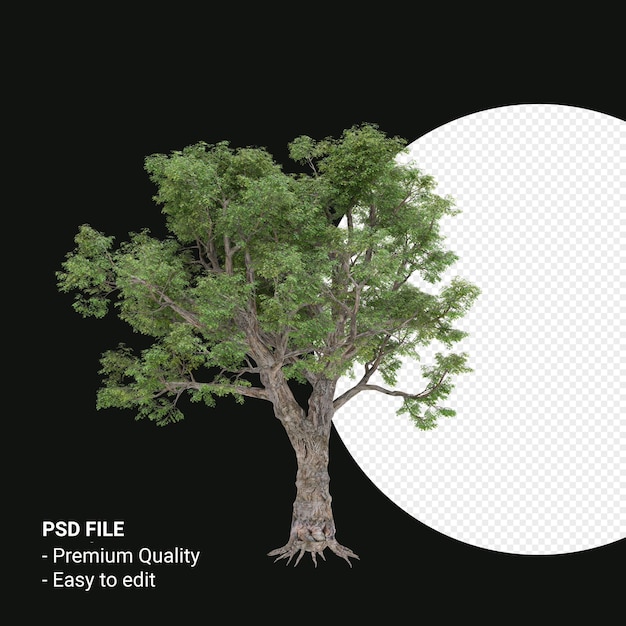 PSD celtis laevigata o sugarberry tree 3d render aislado sobre fondo transparente
