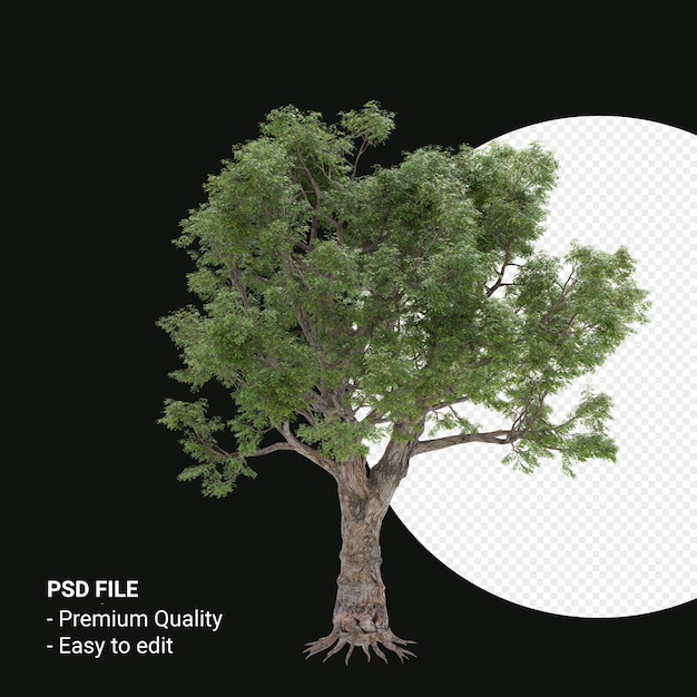 Celtis Laevigata o Sugarberry tree 3d render isolato su sfondo trasparente