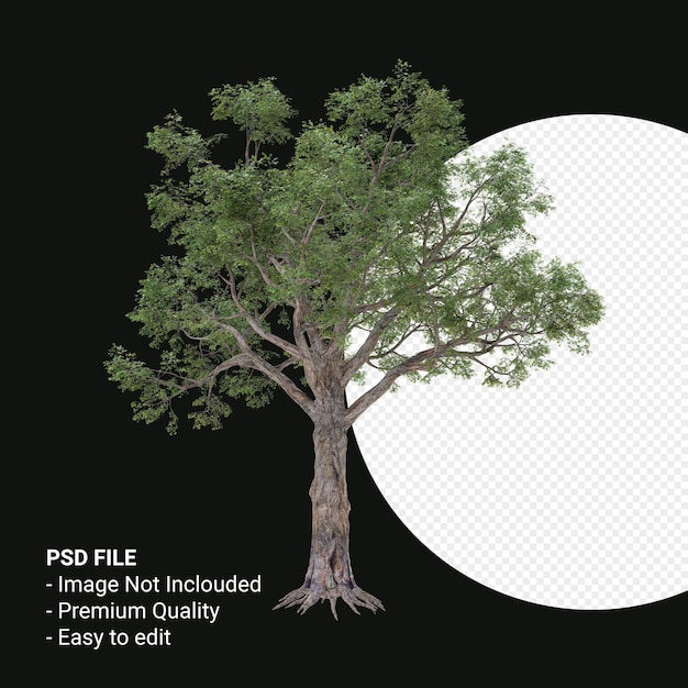 Celtis Laevigata Ou Sugarberry Tree 3d Render Isolé Sur Fond Transparent