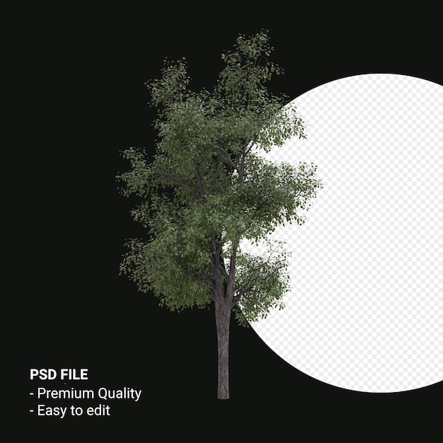 Celtis Occidentalis Árbol joven 3d render aislado sobre fondo transparente