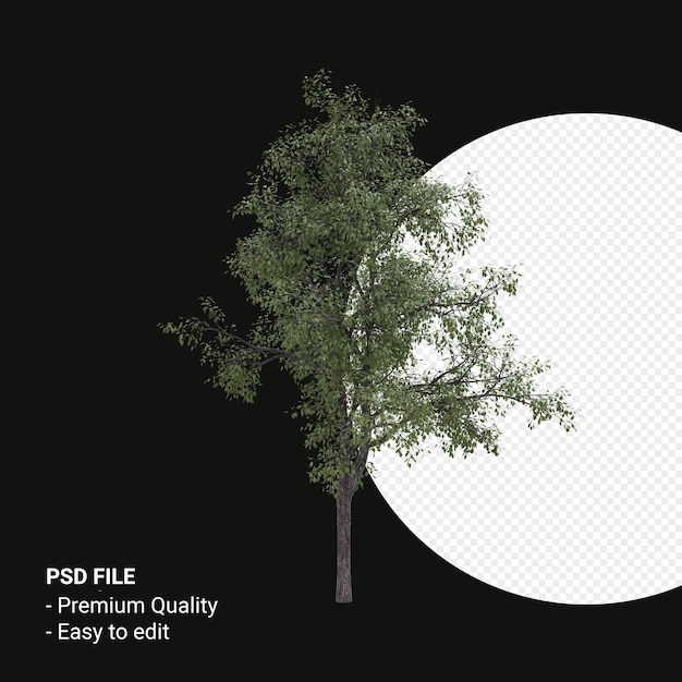 PSD celtis occidentalis árbol joven 3d render aislado sobre fondo transparente