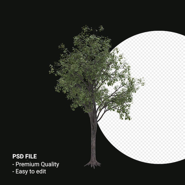 Celtis Occidentalis giovane albero 3d render isolato su sfondo trasparente