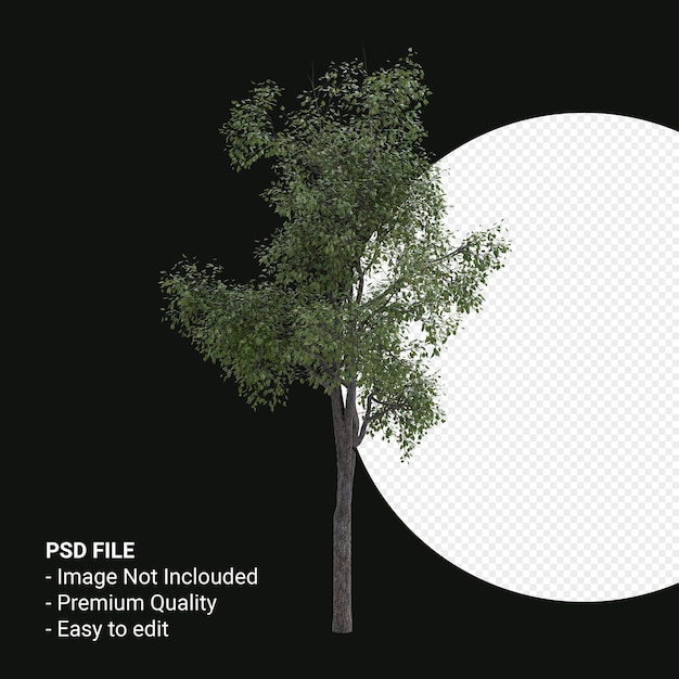 Celtis Occidentalis Junger Baum 3D-Render isoliert auf transparentem Hintergrund